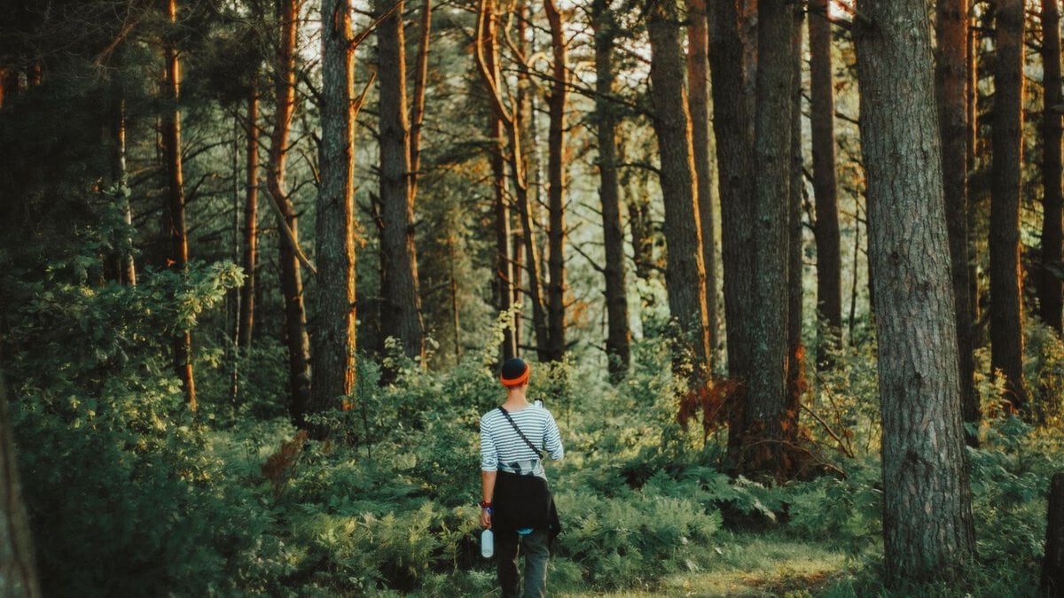 A person taking a walk through a sunlit forest