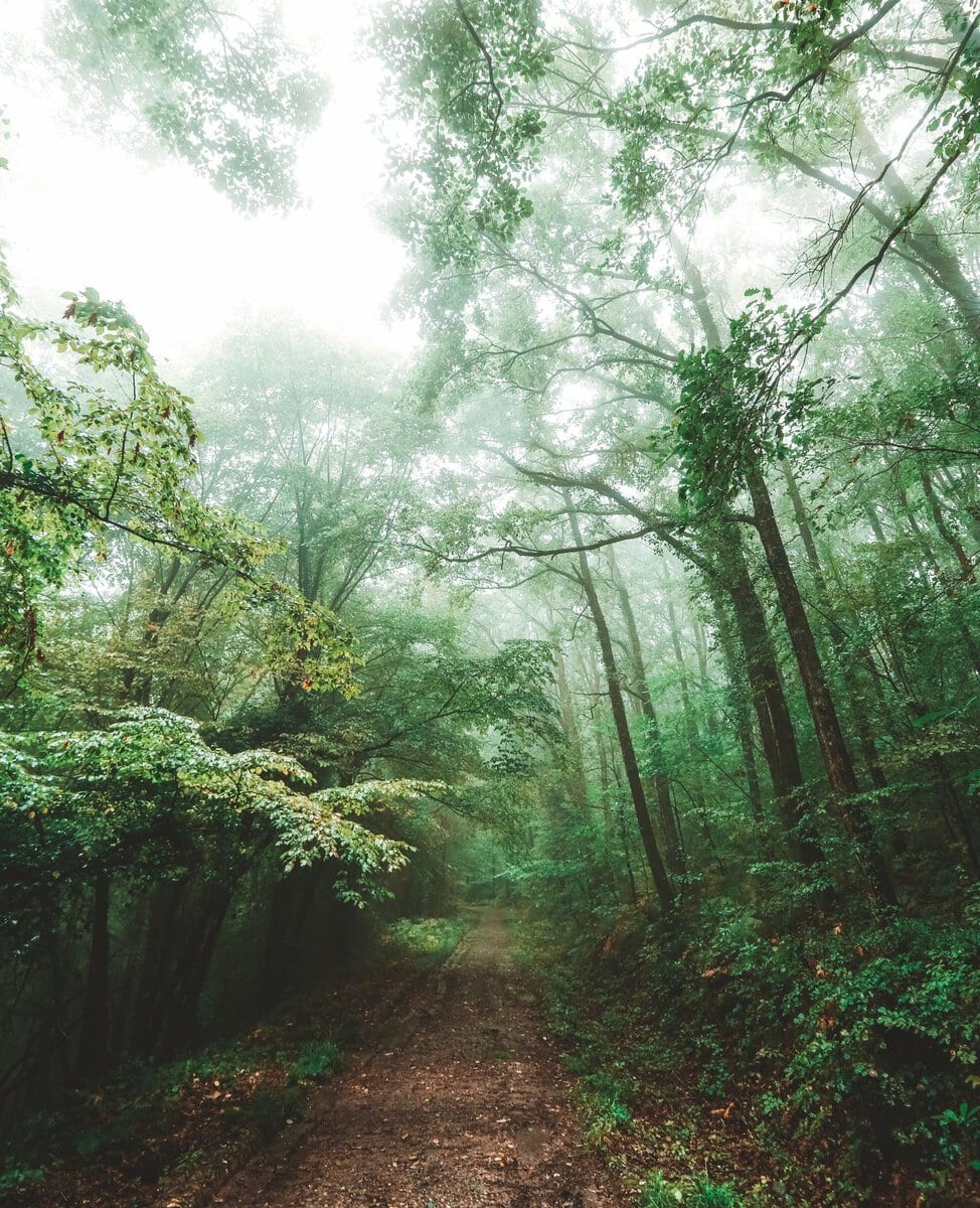 A path through a misty green forest